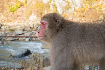 地獄谷野猿公苑のスノーモンキー（ニホンザル）