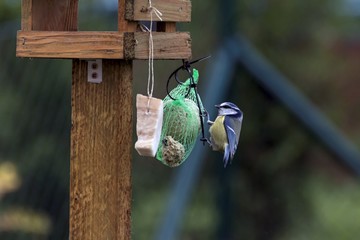 Titles feed in a feeder in autumn