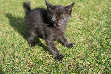 芝の上の子猫（黒猫）
