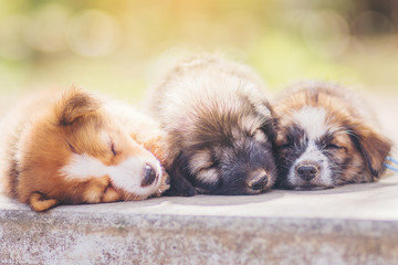 three Puppies sleeping on bright background with warm sun light.