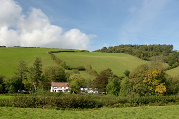 Obraz premium Sheep in field, Doone Valley, Exmoor, North Devon