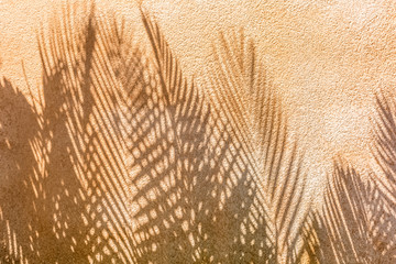 ombres de palmes sur mur en crépi ocre 