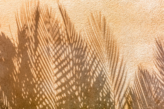 ombres de palmes sur mur en cr&eacute;pi ocre 