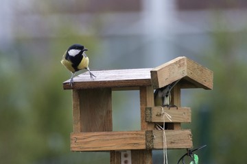 Titles feed in a feeder in autumn