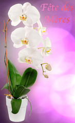 orchidée blanche fête des mères, fond parme