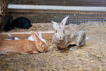 Animals in the open zoo on the street. A family of colorful hares sit together and bask.