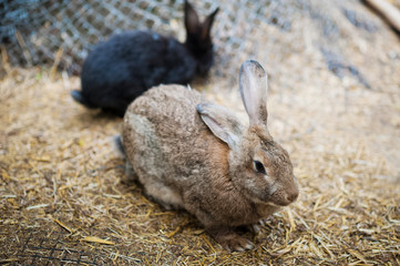 Animals in the open zoo on the street. A family of colorful hares sit together and bask.