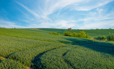 Fototapeta na wymiar spring, green field-panorama