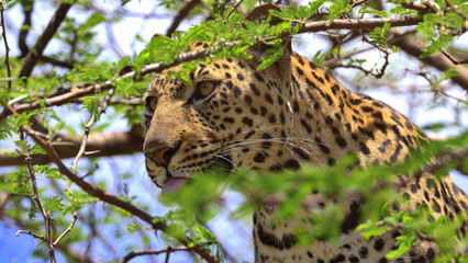 South Africa