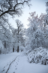 Wet footprints in the trail
