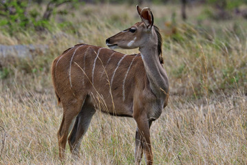 South Africa