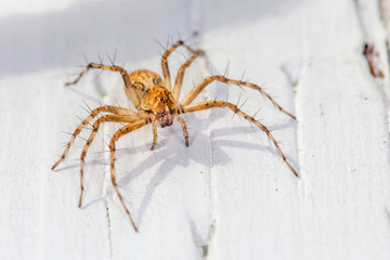 Spider with human face