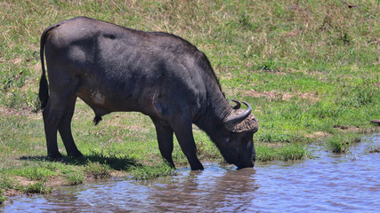 Fototapeta premium South Africa