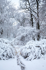 trail between the bushes