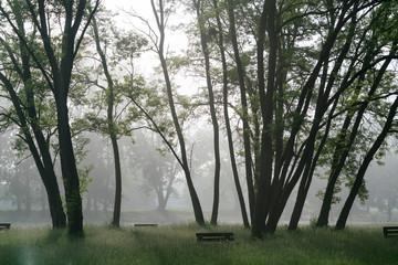 Foggy morning in park with green grass