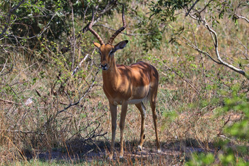 South Africa