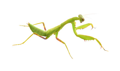 Mantis isolated on white background.