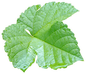 feuille de vigne, fond blanc 