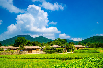 Fototapeta na wymiar Rice is grown in Oeam Village, a long-established traditional village in Korea.
