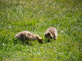 Canadian Goslings