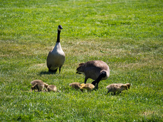 Canadian Geese and Goslings