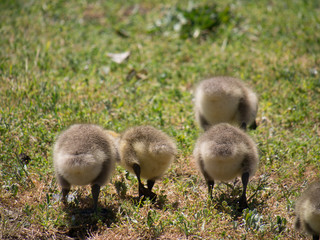 Canadian Goslings