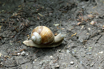 snail crawling on the wet road