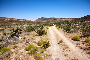 Dirt road leading to cactus hills, blue sky