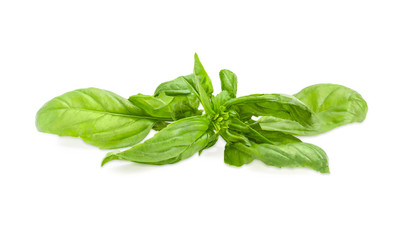 Twig of green basil on a white background closeup