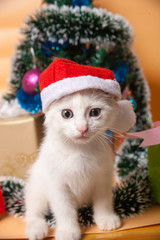 little cute white kitten in a red cap of Santa Claus for Christmas at a Christmas tree with gifts in colorful boxes