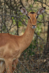 Obraz premium South Africa