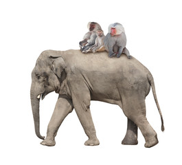 Three monkey hamadry are riding on the back of an elephant