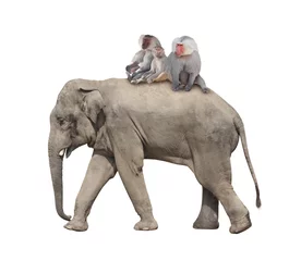 Papier Peint photo Éléphant Three monkey hamadry are riding on the back of an elephant