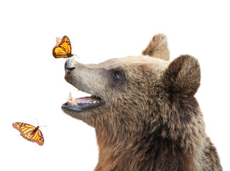 Cheerful brown bear with butterfly sitting on his nose