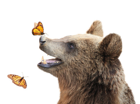 Cheerful brown bear with butterfly sitting on his nose