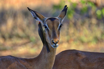 South Africa