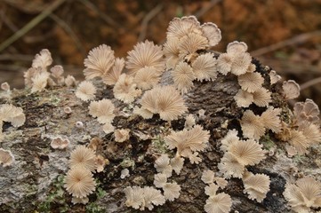 the mushrooms on the dead tree