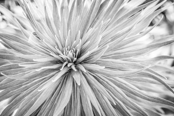 Monochrome sunburst flower