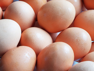 Fresh eggs