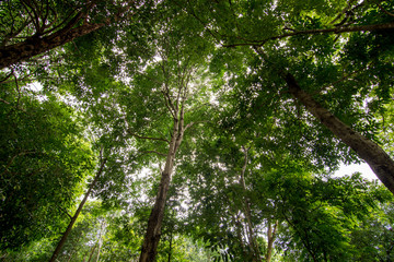 forest