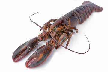 Raw canadian lobster on white background for cooking menu