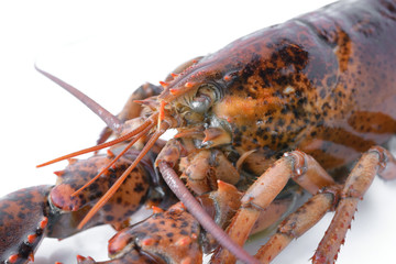 Raw canadian lobster on white background for cooking menu