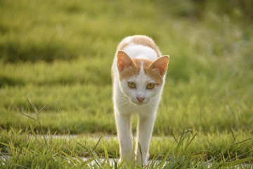 Cat walking on green grass when sunset