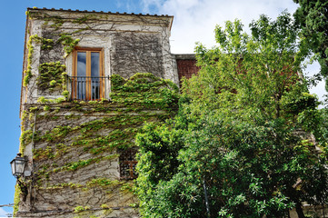 Fototapeta na wymiar Ivy climbing the wall of a building in Positano, Amalfi coast