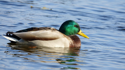 Male wild duck
