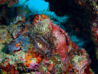 Tube worm