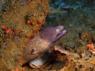 Moray eel