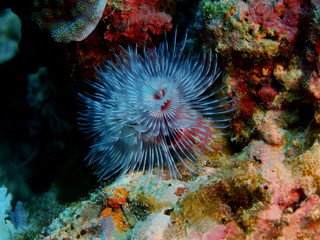 Tube worm