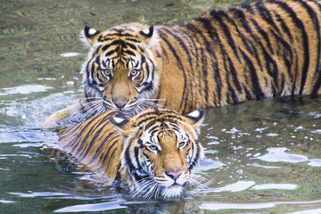 Fototapeta na wymiar Two Tigers in the Water