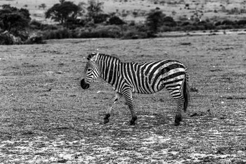 Fototapeta na wymiar Savanne der Maasai Mara/Afrika und ein Zebra